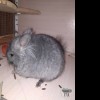 Амина