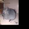 Фея