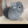 Су Юнг Безупречный