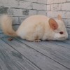 Винстон