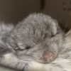 Коша