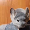 Алмазная Донна