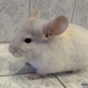 Хлоя