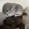 Пенелопа