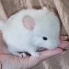 Викки МХ
