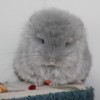 Чиполлино ОК