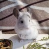 Луана НЧЖ