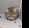 Наргиз