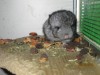 2 недели