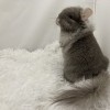 Клео