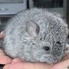 Клевер