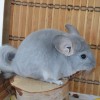 Ленточка