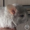 Алмаз