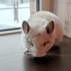 Васька