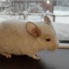 Ерик
