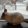 Дымок