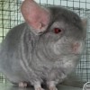 Наринэ 