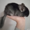 СИ Ториэль  нЛова