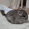 СИ Уиллис  нКПА  нЛова