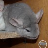 Милания