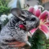Тринити