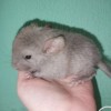 Микки МХ