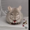 Банжо