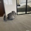 Афина