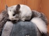 3 месяца