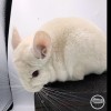 Ванильный Крем Голдбар