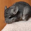Свит Хэппи Мохнатый Шмель