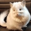 Шелли
