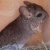 Клайд