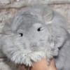 Чио чио Лав