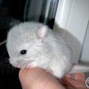 Якутия Чил