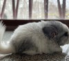Литл Френд 3ефирка