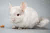 4,5 мес
