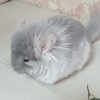 Чел Чин Скотти
