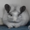 Селки