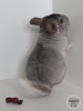 Шуня