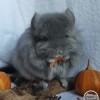 Ля Рошель