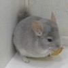 Милан