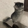 Джоанна
