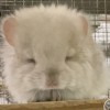 Карамелькин НГолдбар КПА