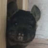 Ким