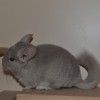 Чиа Чил