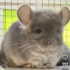 Мартик