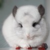 Какаду