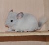 1 мес 3 нед