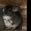 Дакота Вик 100нкпа 100нчж